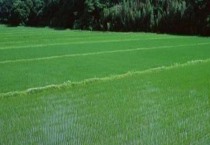 优质枣品种佳县油枣怎么样（优质枣品种佳县油枣介绍）