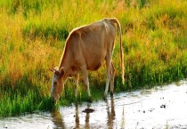 亚麻的主要产地