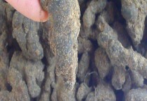 忘忧草怎么种（忘忧草的繁殖方法）