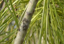 车厘子和樱桃的区别