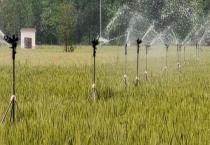 小麦灌浆是什么意思（灌浆期下雨好吗？）