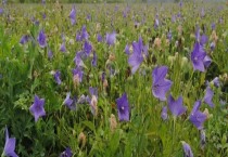 棚室蔬菜养根技术