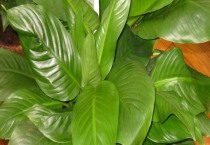 农华50玉米种（农华50玉米种子怎么样）