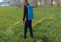 韭菜被水淹后怎么防治？症状识别、发病规律与用药方法