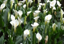 青贮玉米如何防倒伏（青贮玉米如何高产）