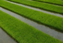 菠萝蜜生长习性（菠萝蜜的形态特征）
