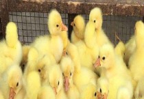 散尾葵和袖珍椰子怎么区别