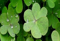 三叶草籽怎么种植（盆景怎么养护）