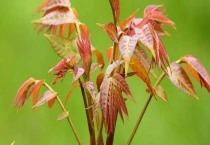 两种方法让葡萄一年多次结果