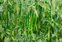 芸豆落花落荚要及时采取防控措施