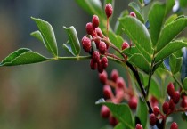 反季节胡萝卜栽培要点