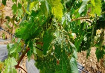 果农如何选择苹果苗木（苹果苗木选用注意事项）