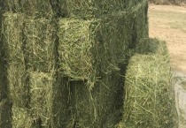 秋季果树拉枝的方法