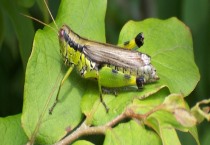 火棘不结果的解决措施