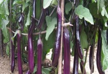 蔬菜轮换种的优点