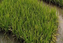 秧苗培育方法（用什么