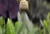 沙质土壤合适种植多肉吗（沙质土壤怎么养多肉）