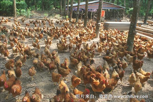 土鸡怎么养?
