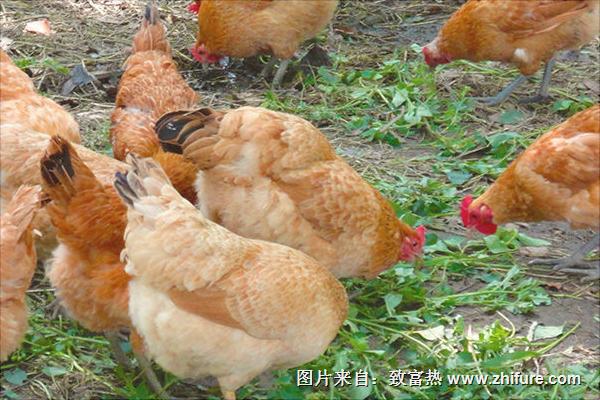 土鸡怎么养?