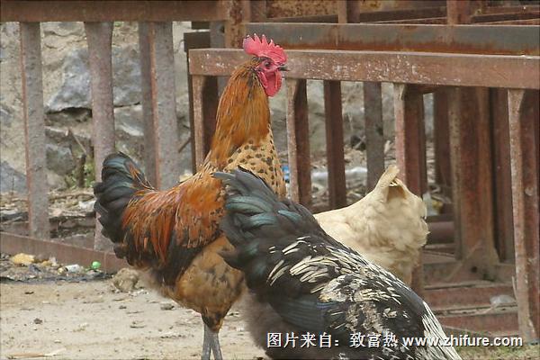 土鸡怎么养?