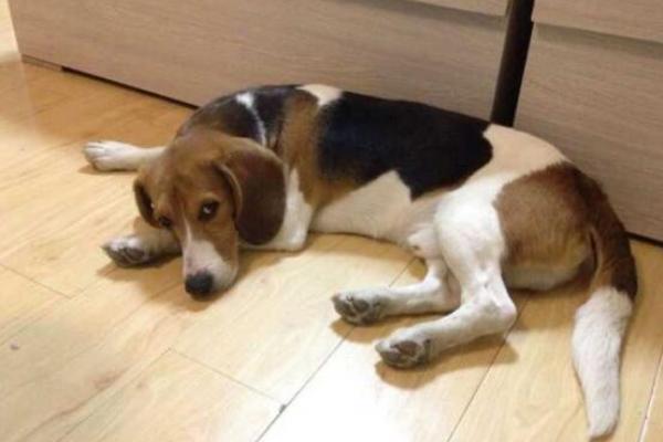 比格犬怎么训练 比格犬的训练多久?