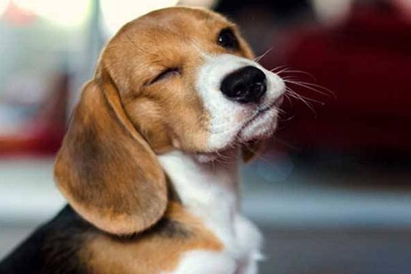 比格犬怎么训练 比格犬的训练多久?