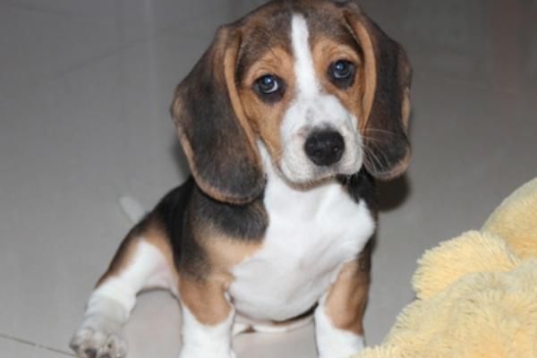 比格犬怎么训练 比格犬的训练多久?