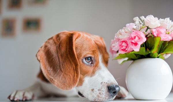 比格犬怎么训练 比格犬的训练多久?