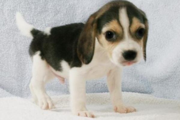 比格犬怎么训练 比格犬的训练多久?
