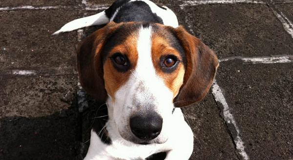 比格犬怎么训练 比格犬的训练多久?
