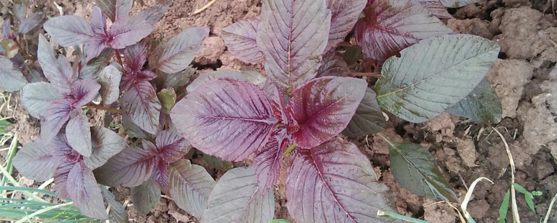 紫苏是木本植物吗？