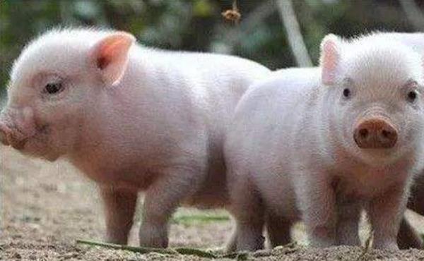 猪夏天不吃东西怎么办?