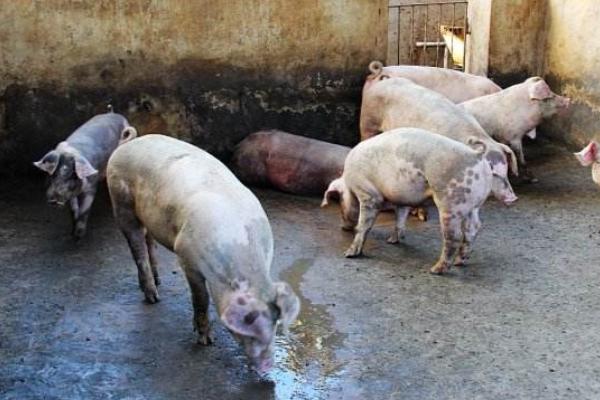 猪夏天不吃东西怎么办?