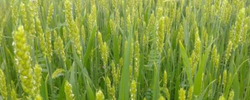 小麦花期能浇水吗 花期会发生的病害有哪些?