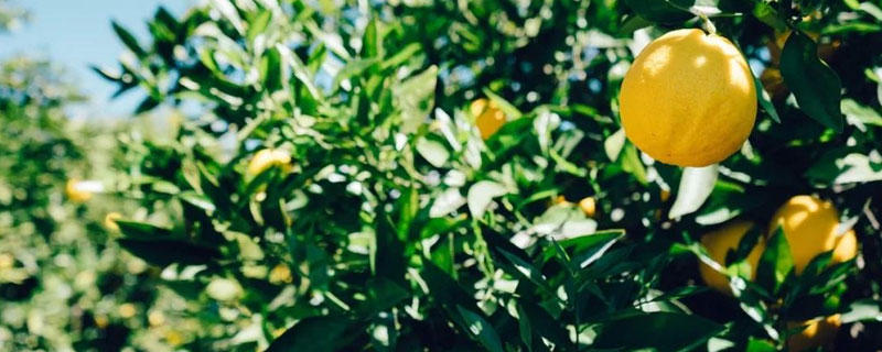 柠檬从开花到成熟要多久？