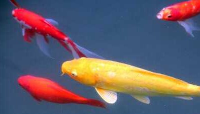 家里养锦鲤要注意什么？