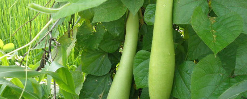 瓠子在东北叫什么？