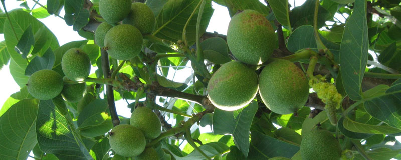 核桃播种育苗时间及多久？