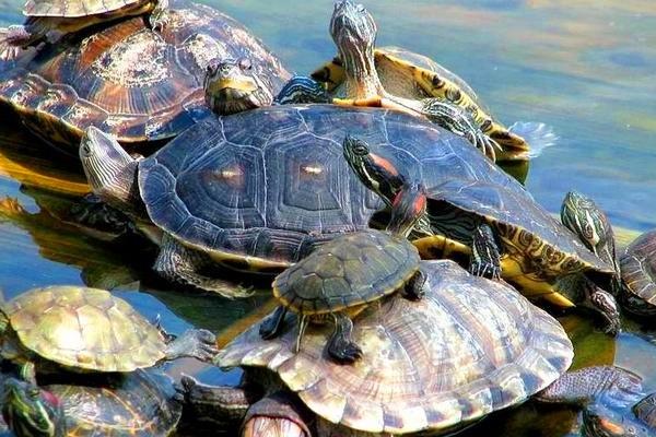 乌龟养在盐水里会死吗?
