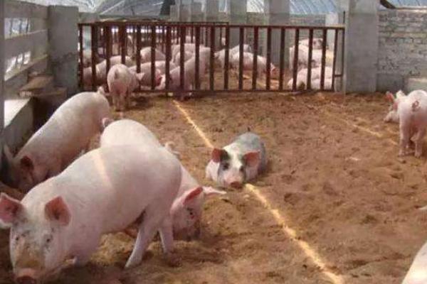 农村小型养猪场污水处理方法 500头猪场粪便处理多久？