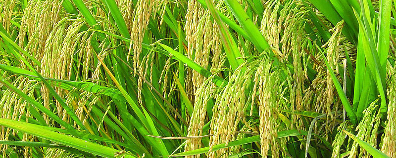 水稻草可以用来做什么？