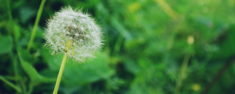 蒲公英传播种子的方法都是什么？