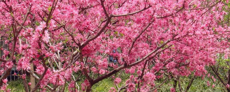桃树花芽和叶芽的区别？