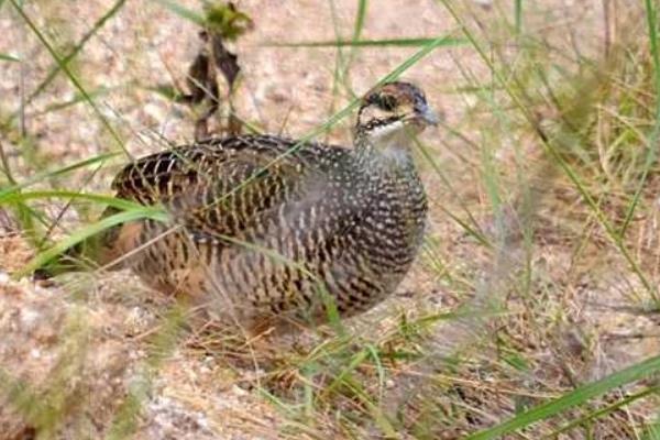 鹧鸪公母鉴别多久？