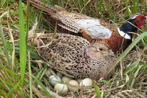 鹧鸪公母鉴别多久？