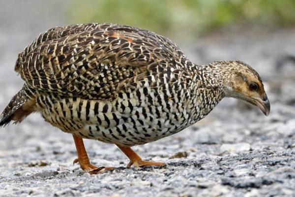 鹧鸪公母鉴别多久？