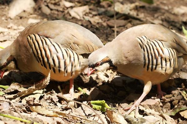 鹧鸪公母鉴别多久？