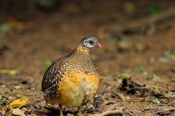 鹧鸪公母鉴别多久？