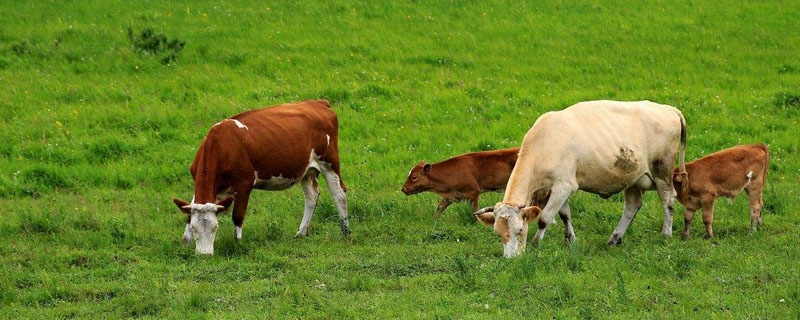 谷饲和草饲的区别？