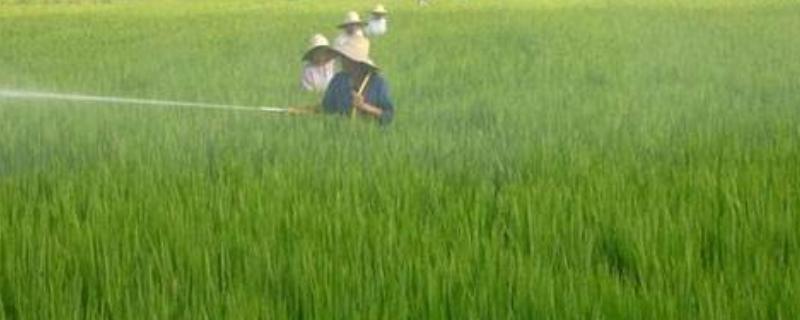 水胺硫磷属于哪类农药 对人有多大危害